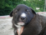 cucciolo di cane in fattoria didatticapercorso di