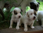 mamma cagnolina lecca i suoi cagnolini appena nati in fattoria,cane con cagnolini sul prato della fattoria didattica