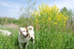 cane sul prato e nel bosco della fattoria,cane da pastore guardia al gregge e alla mandria in fattoria didattica