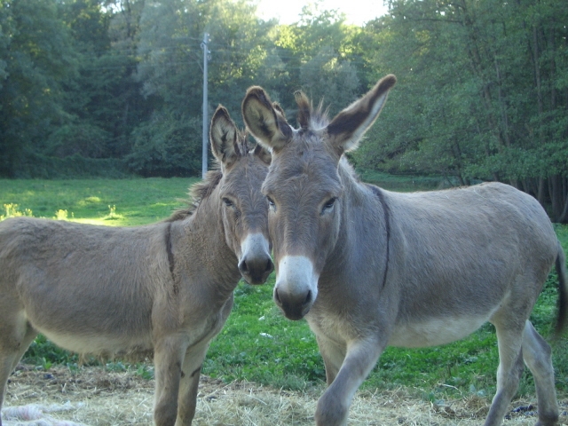 ASINO asinello somaro somarello