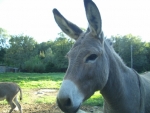 asino raglia in fattoria per chiamare i bambini,bambini accarezzano l'asino in fattoria didattica