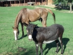 asino e cavallo della fattoria amici inseparabili,asini da lavoro in fattoria con soma