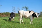 mucche libere sul prato della fattoria didattica mangiano l'erba,mucca frisona della fattoria didattica