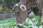 mucca bruna alpina con campanaccio in montagna,mucca di montagna al pascolo della fattoria di montagna