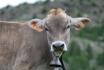 manza di razza bruna alpina in montagna,mucca al pascolo sul prato di montagna della fattoria didattica