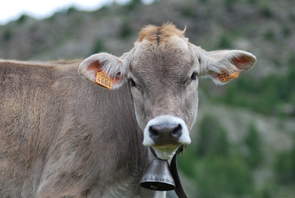 LA MUCCA il vitello il toro