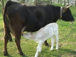 mucca di razza cabannina con vitello che beve il latte dalla mammella di mamma mucca sul prato della fattoria didattica
