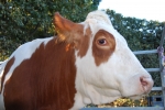 pezzata rossa mucca,razza pezzata rossa in fattoria didattica,mucca bianco e rossa con grande mammella