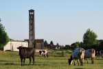 mucche al pascolo,vacche libere al pascolo della fattoria,mucche sul prato ruminano e riposano