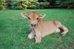 vitello jersey in fattoria didattica,vitellino razza jersey della fattoria per bambini con didattica
