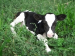 piccolo vitello frisona in fattoria,toro della fattoria didattica con lunghe corna e anello al naso