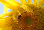 bombo sul fiore della fattoria,didattica per vedere la differenza tra l'ape e la vespa in fattoria