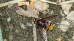 volucella zonaria sirfide,sirfide simile al calabrone,sirfide dittero volucella zonaria,insetto simile all'ape o alla vespa sirfide dittero con bande giallo nere