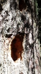 nido di picchio in fattoria,albero con picchio nel bosco della fattoria,picchio rosso nido sull'albero della fattoria didattica,biodiversità in fattoria didattica