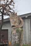 gatto della fattoria didattica a varese,fattoria didattica con gattino in provincia di varese