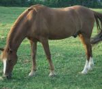 foto di animali della fattoria,fattorie didattiche:cavallo-il cavallo bruca l'erba,puledro-cavalla.Latte fresco appena muntodidattica per bambini in fattoria,disegni da colorare per bambini di animali in fattoria didattica,