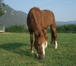 foto di animali della fattoria.fattorie didattiche:cavallo-puledro-cavalla-il cavallo corre molto veloce.Compriamo il latte fresco appena munto dai distributori di latte