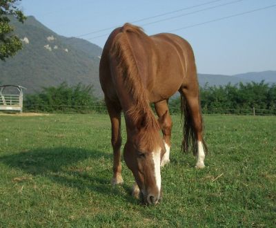 foto di animali della fattoriafattorie didattiche