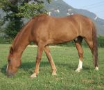 foto di animali della fattoria.fattorie didattiche:cavalli-il piccolo del cavallo si chiama puledro.Dai distributori di latte frescio appena munto dell'ottimo latte,didattica per bambini in fattoria,disegni da colorare per bambini di animali in fattoria 