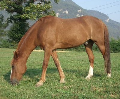 foto di animali della fattoriafattorie didattiche