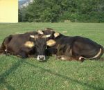 foto di animali della fattoria,fattorie didattiche:mucca-vitello-mucche-la cabannina è una razza in via di estinzione.mucca di razza cabannina,vitello di razza cabannina,razze di mucche in via di estinzione 