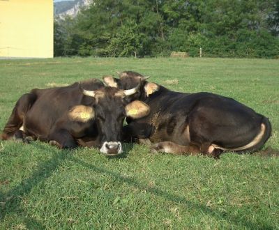 foto di animali della fattoriafattorie didattiche