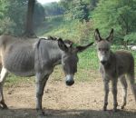 foto di animali della fattoria,fattorie didattiche:asino-asini-mamma asina con il suo asinello.Latte fresco appena munto una bontà,didattica per bambini in fattoria,disegni da colorare per bambini di animali in fattoria didattica