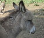 foto di animali della fattoria,fattorie didattiche:asino-l'asinello quando è piccolo ha il pelo molto folto.Nelle fattorie didattiche ci sono i distributori di latte fresco appena munto