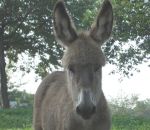 foto di animali della fattoria,fattorie didattiche:asino-il latte d'asina è molto nutriente per far crescere l'asinello.Dal produttore al consumatore di latte fresco appena munto,didattica per bambini in fattoria,disegni da colorare per bambini di anima