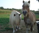 foto di animali della fattoria.fattorie didattiche:cavalli-il cavallo ha una folta criniera,questi sono due pony.Latte fresco appena munto nelle fattorie didattiche,didattica per bambini in fattoria,disegni da colorare per bambini di animali in fattoria d