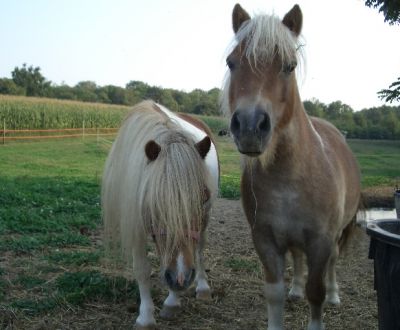 foto di animali della fattoriafattorie didattiche