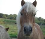 foto di animali della fattoria,fattorie didattiche:cavallo-il pony è un piccolo cavallo,tpr cavallo da tiro italiano,didattica per bambini in fattoria,disegni da colorare per bambini di animali in fattoria