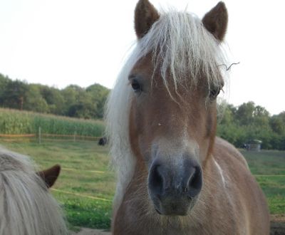 foto di animali della fattoriafattorie didattiche