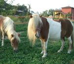 foto di animali della fattoria,fattorie didattiche:cavallo-con questa lunga criniera il pony dovrebbe andare dal parrucchiere.Beviamo latte fresco appena munto,didattica per bambini in fattoria,disegni da colorare per bambini di animali in fattoria didatt