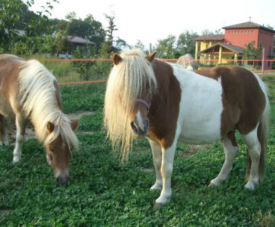 foto di animali della fattoriafattorie didattiche