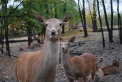 cervo nel bosco del parco della fattoria didattica..mamma cerva con cerbiatto nella fattoria didattica..agriturismo con animali e camere per bambini..