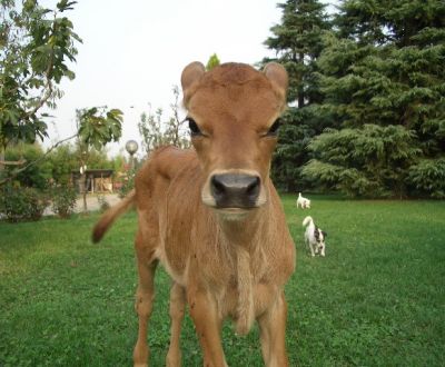 foto animali della fattoriafattorie didattichevi