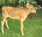 foto animali della fattoria,fattorie didattiche:vitello-le vacche di  razza jersey producono un latte di ottima qualità,vitello di razza jersey,mucca di razza jersey,toro di razza jersey,manza di razza jersey