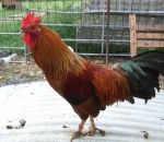 foto animali della fattoria-fattorie didattiche-:gallo-il galletto biricchino canta sempre al mattino,sveglia tutti nel pollaio dal pulcino alla gallina.Beviam latte fresco appena munto,didattica per bambini in fattoria,disegni da colorare per bambini di