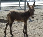 foto animali della fattoria,fattorie didattiche:asino-l'asinello quand'è piccolo è veramente carino.Nelle fattorie didattiche c è il distributore di latte fresco appena munto,didattica per bambini in fattoria,disegni da colorare per bambini di animali i