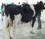 foto animali della fattoria,fattorie didattiche:mucca-frisona italiana-in fiera,vacca da fiera,fattoria didattica con mucche di razza frisona italiana,fattoria didattica con sala di mungitura,mucca da mungere