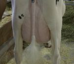 foto animali della fattoria.fattoria didattica:mucca-la mammella della mucca ha quattro capezzoli da dove fuoriesce il latte,immagine di mammella di una mucca,mammella di frisona,grande mammella di vacca frisona italiana