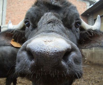 foto animali della fattoriafattorie didattichebu