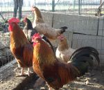 foto animali della fattoria,fattorie didattiche:galline-nel pollaio i galli si riconoscono subito dalla lunga cresta.Nelle fattorie didattiche tanto buon latte fresco appena munto,didattica per bambini in fattoria,disegni da colorare per bambini di animal