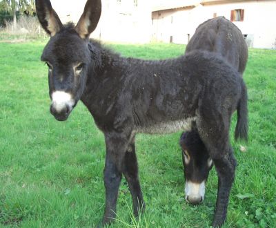 immagini di asini foto di asinelli in fattoria di