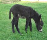 foto animali della fattoria,fattoria didattica:asino-anche l'asinello mangia l'erba.Nelle fattorie didattiche della provincia di Varese si può acquistare latte fresco appena munto