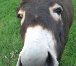 foto animali della fattoria-fattorie didattiche:asini-tutti gli animali sono molto curiosi,come il cavallo,l'asino,la mucca,la capra,la pecora e l'agnello.Latte fresco appena munto