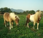 foto animali della fattoria.fattorie didattiche:cavallo-i pony cavallini assai carini nitriscono come tutti i cavalli per farsi sentire.Nella fattoria didattica tanto buon latte fresco appena munto