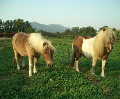 foto animali della fattoriafattorie didatticheca