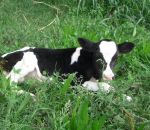 foto animali della fattoria-fattorie didattiche:vitellino-appena nato il vitellino succhia il latte da mamma mucca.Nelle fattorie didattiche possiamo trovare tanto buon latte fresco appena munto